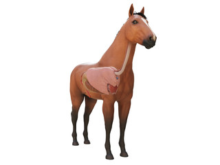 Obraz premium 3d rendered medically accurate illustration of the horse anatomy - internal organs