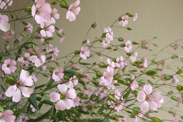 ピンクのかすみ草 - Pink gypsophila flower