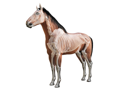 3d rendered medically accurate illustration of the horse anatomy - skeleton