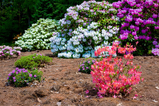 Azaleas and rhodendrons flowering in the spring garden.