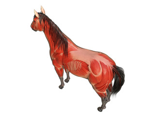 3d rendered medically accurate illustration of the horse anatomy - muscle system © Sebastian Kaulitzki
