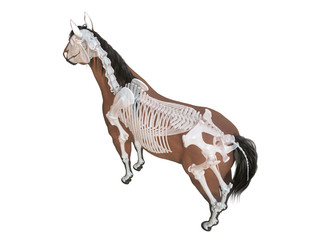 3d rendered medically accurate illustration of the horse anatomy - skeleton © Sebastian Kaulitzki