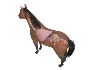 3d rendered medically accurate illustration of the horse anatomy - internal organs © Sebastian Kaulitzki