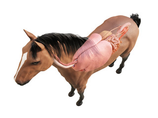 3d rendered medically accurate illustration of the horse anatomy - internal organs © Sebastian Kaulitzki