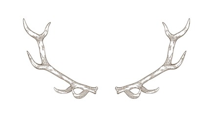 Elegant deer or reindeer antlers hand drawn with contour lines on white background © Good Studio