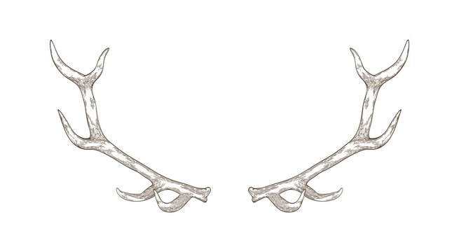 Elegant deer or reindeer antlers hand drawn with contour lines on white background