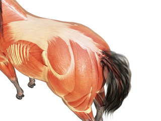 3d rendered medically accurate illustration of the horse anatomy - muscle system © Sebastian Kaulitzki