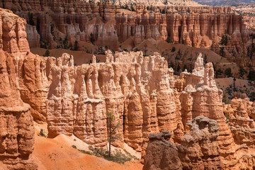 landscape on the bryce canyon in the united states of america