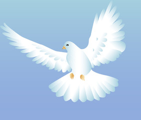 Flying white dove on the blue background