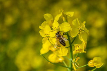 Bee with rape flower in the spring - rapeseed honey - bee collects nectar