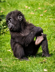 Baby gorilla