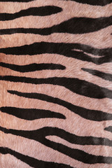 photo of a zebra skin texture