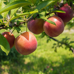 Colorful round plums on tree branch