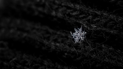 Macro of natural snowflakes with copy space for your text. Christmas background for layout....