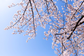 桜　Cherry Blossoms