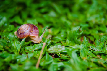 snail on grass