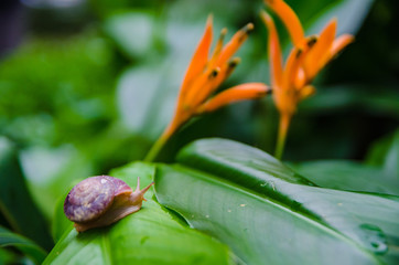 snail on leaf