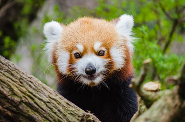 Obraz premium red panda