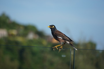Blackbird on a branch on hotel 