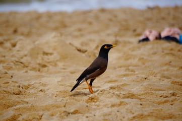 Black bird on the beach in Thailand