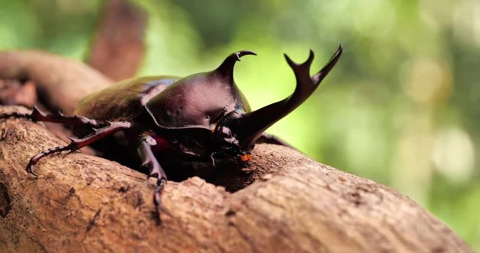 Japanese Rhinoceros Beetle