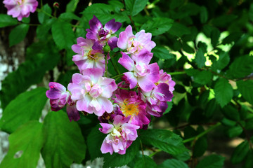 Naklejka premium Beautiful bush roses for background