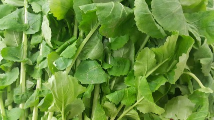 Close up view of lush green leaves of spinach vegetables. Vegetable background.