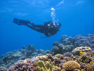 Naklejka na ściany i meble A diver above the coral reef