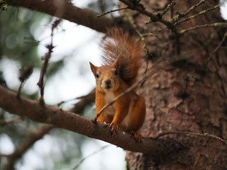 Red squirrel sitting on a tree branch in a public Park