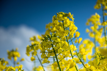 Magical fields of rape in May, cultivation - rapeseed, rapeseed oil, Poland