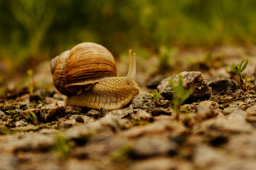 Snail On The Road.  Animals, Nature Concept. Snail On The Road Over Green Grass Background.