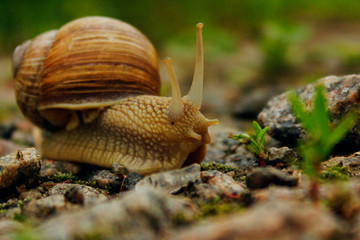 Snail On The Road.  Animals, Nature Concept. Snail On The Road Over Green Grass Background.