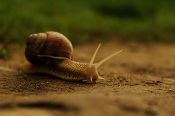 Snail On The Road.  Animals, Nature Concept. Snail On The Road Over Green Grass Background.