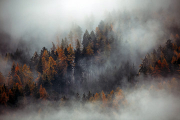 Forest with dense fog in the morning.