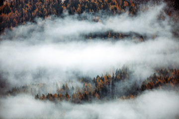 Forest with dense fog in the morning.