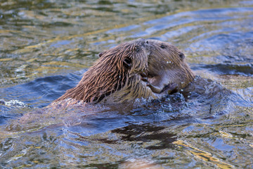 Fototapeta premium Beaver in a creek,Sweden
