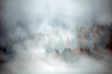 Forest with dense fog in the morning.