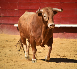 toro español en plaza de toros