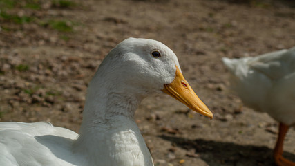 Large White Aylesbury, Pekin, Peking Duck, Close Up, Water Level View