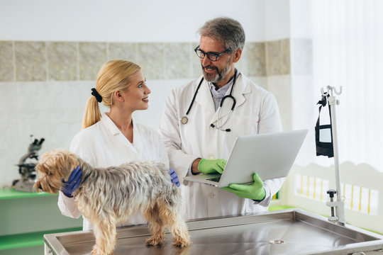 senior veterinarian with his younger colleague examining the dog at veterinary clinic
