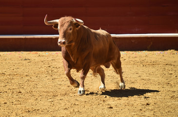 toro español en plaza de toros