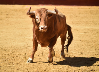 Fototapeta premium toro español en plaza de toros