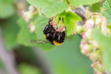 Striped bumblebee collects pollen on flowers of currant bush