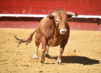 toro español en plaza de toros