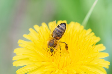 Macro photo of a bee collecting pollen from a beautiful dandelion flower in summer