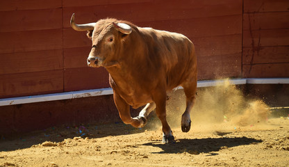 toro español