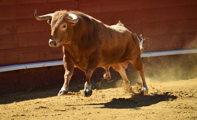 toro español en plaza de toros