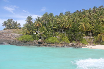 private island beach seychelles palm coconut sand sun