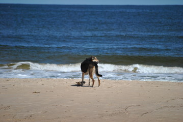 Beach dog