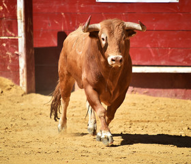 toro español en plaza de toros